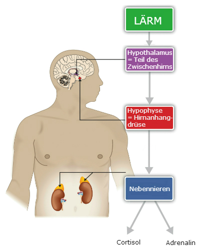 Lärm und Hormone